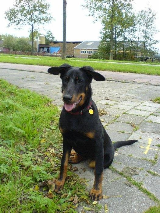 chien DM (15)